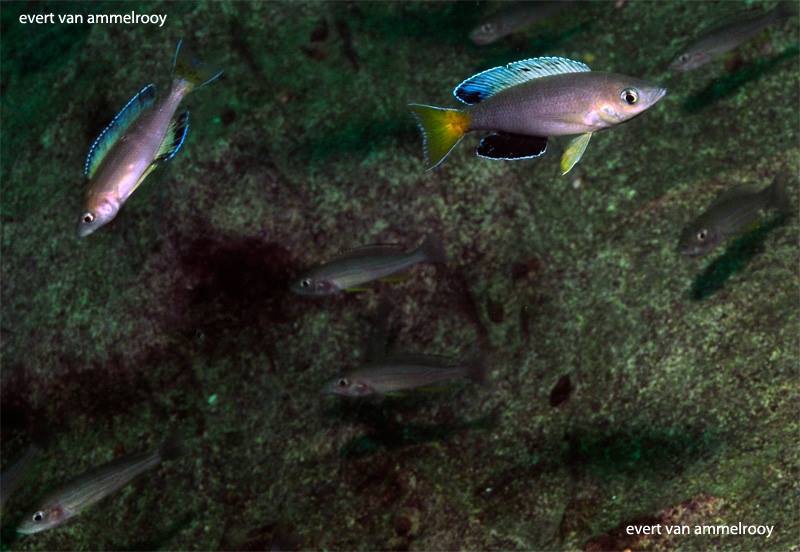 Cyprichromis sp. 'leptosoma jumbo' Mulyma